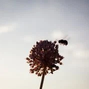 Gravity Is Stronger Here — selected image 1